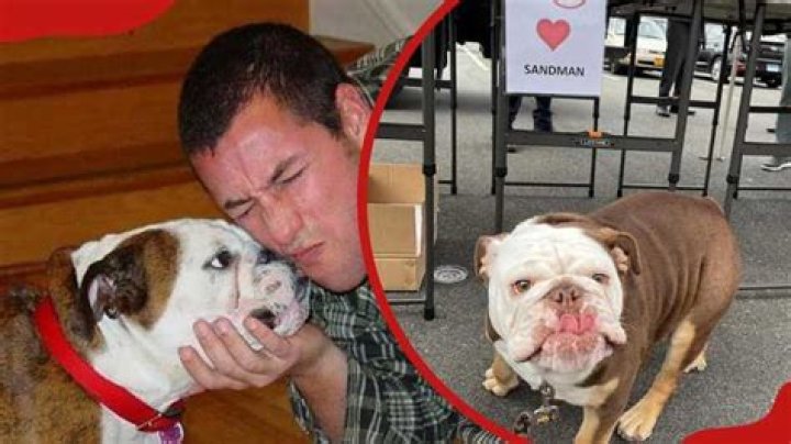 The Adam Sandler Dog Meatball Phenomenon