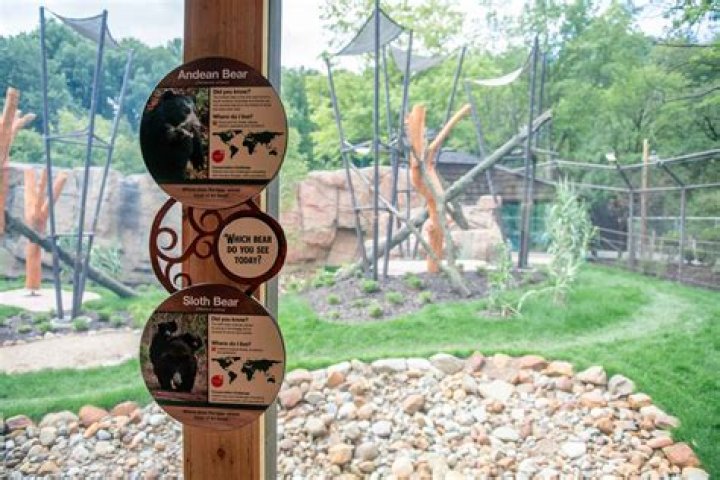 Unveiling The Realm Of Bears: A Journey Into Discovery