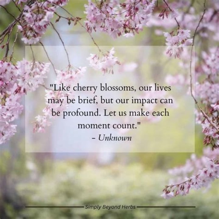 Unveil The Profound Beauty Of Life Through Cherry Blossom Quotes