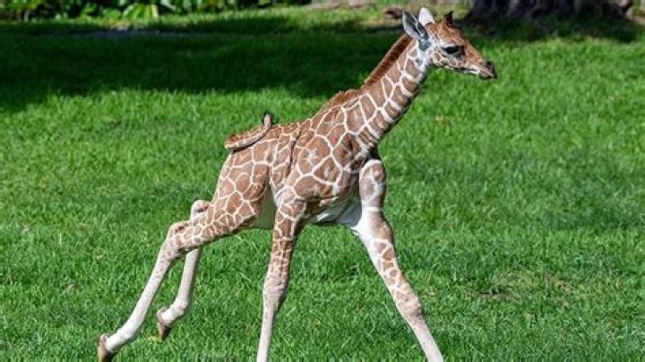 Unveiling The Mysteries Behind Giraffe Deaths At Zoos: A Journey Into Discovery