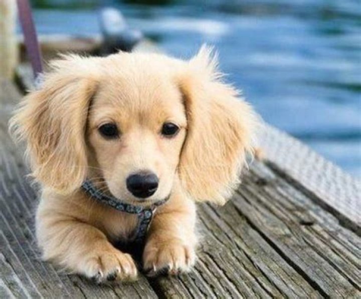 Unleash The Secrets Of The Golden Retriever And Weiner Dog Mix