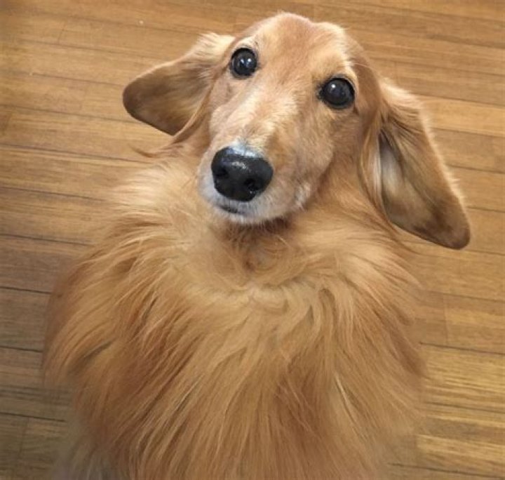 Uncover The Enchanting World Of Golden Retriever Sausage Dog Mixes