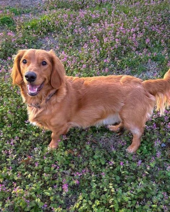 Unleashing The Secrets Of The Hot Dog Golden Retriever Mix