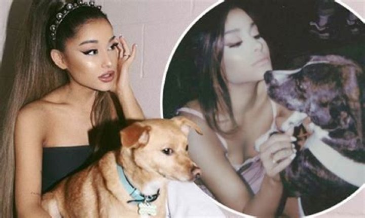 Discover Ariana Grande's Canine Companions In 2024