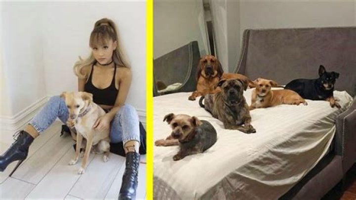 Uncover The Canine Companions Of Ariana Grande
