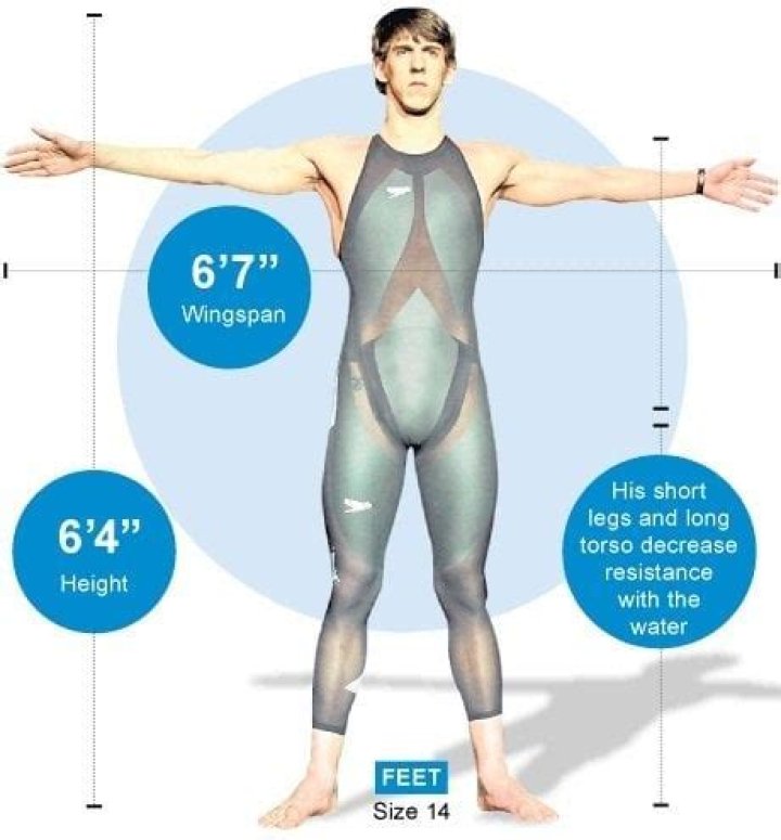 Unveiling Michael Phelps' Wingspan: Secrets To Swimming Dominance