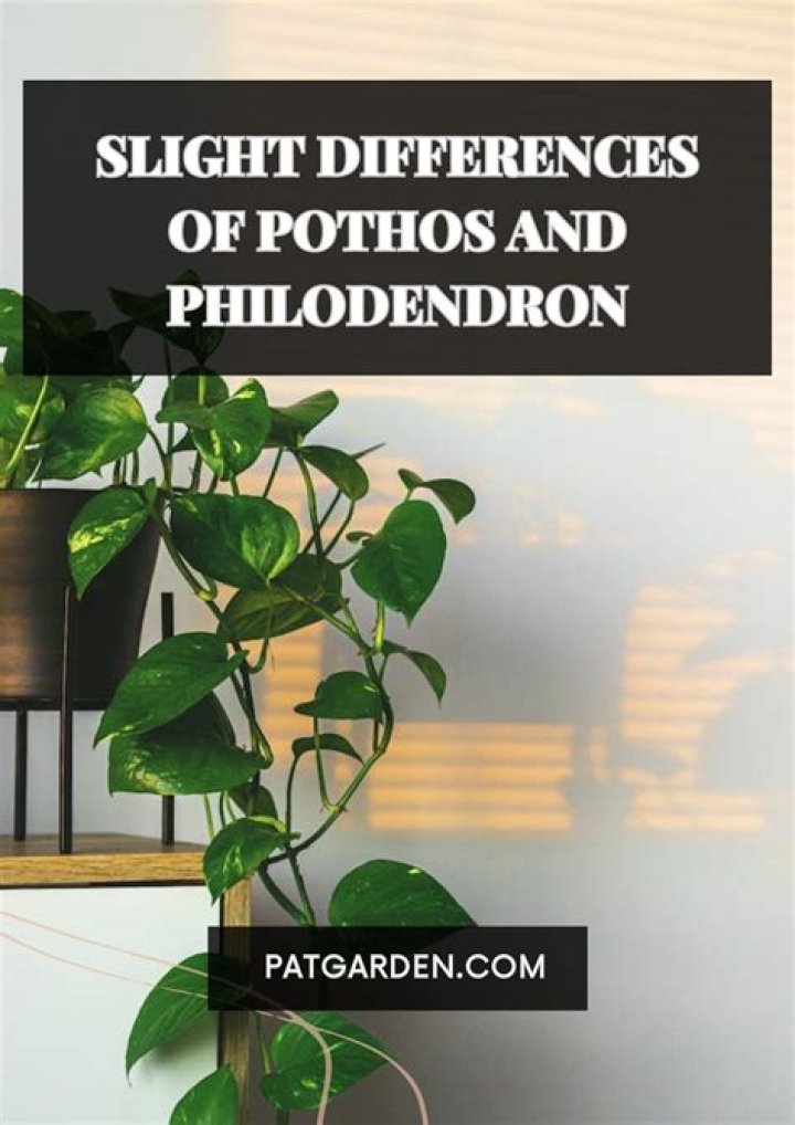 Discoveries And Insights For Plant Enthusiasts