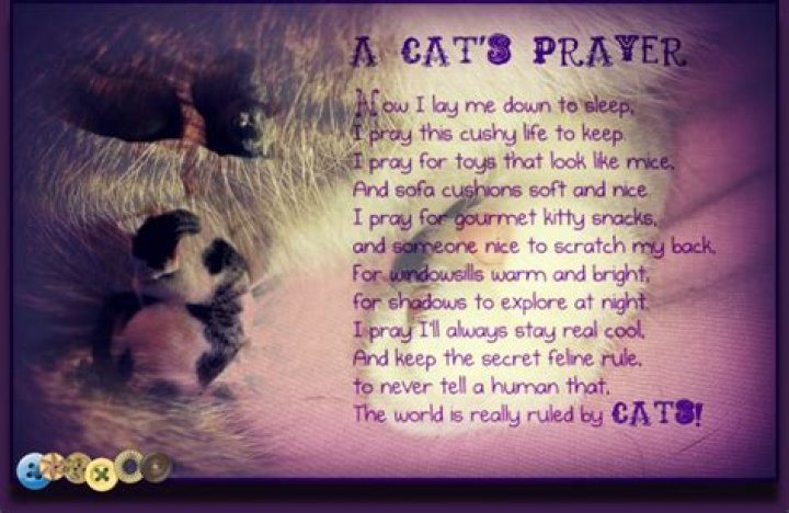 Discover Comfort And Hope In Prayer For A Dying Cat