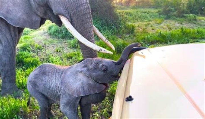 Unveiling The Enchanting World Of Safari Baby Mamas