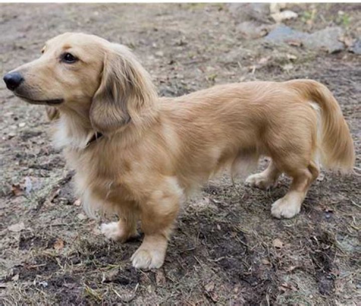Unveiling The Secrets Of The Weiner Dog Golden Retriever Mix: Discoveries And Insights