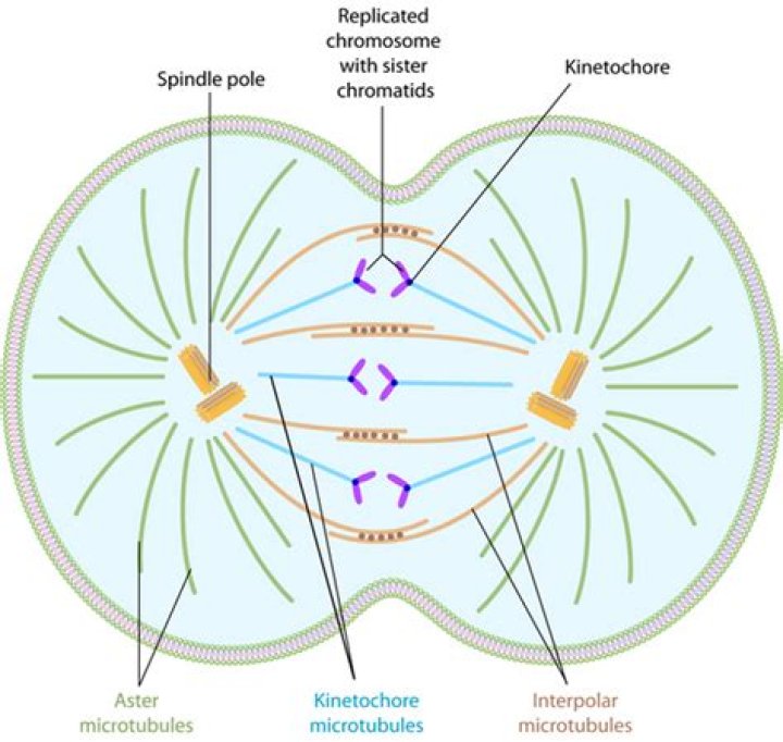 Unraveling The Secrets Of Cell Division