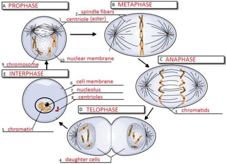 The Driving Force Behind Chromatid Movement In Mitosis